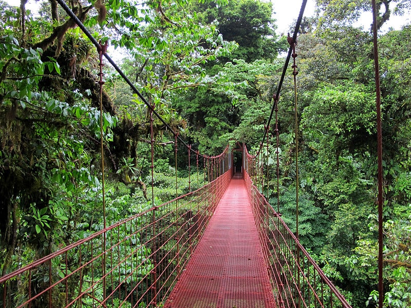 pasarelas en bosques de Monteverde 