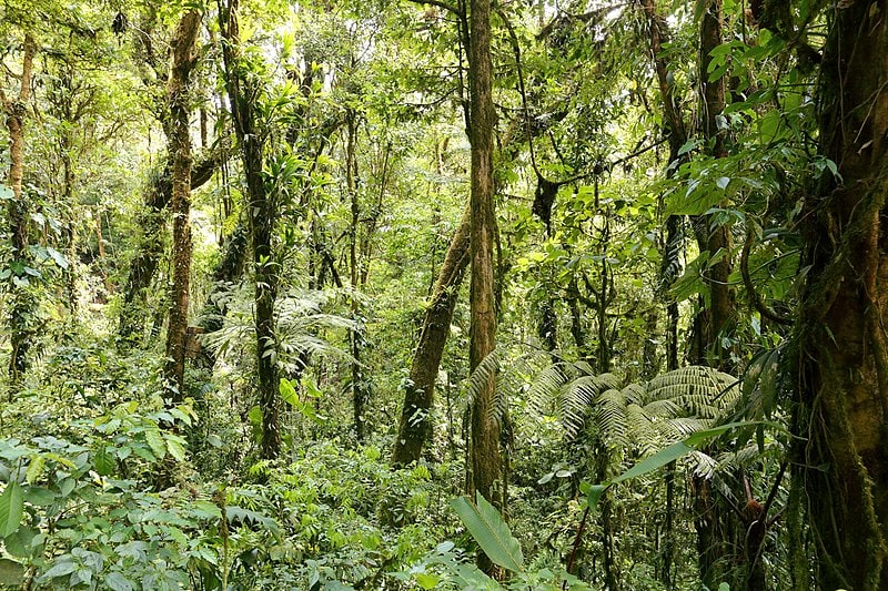bosque santa elena en Monteverde 