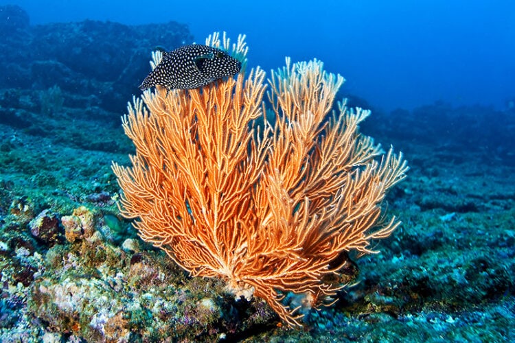 Reserva Biológica Isla del Caño Costa Rica - Viajeros Ocultos
