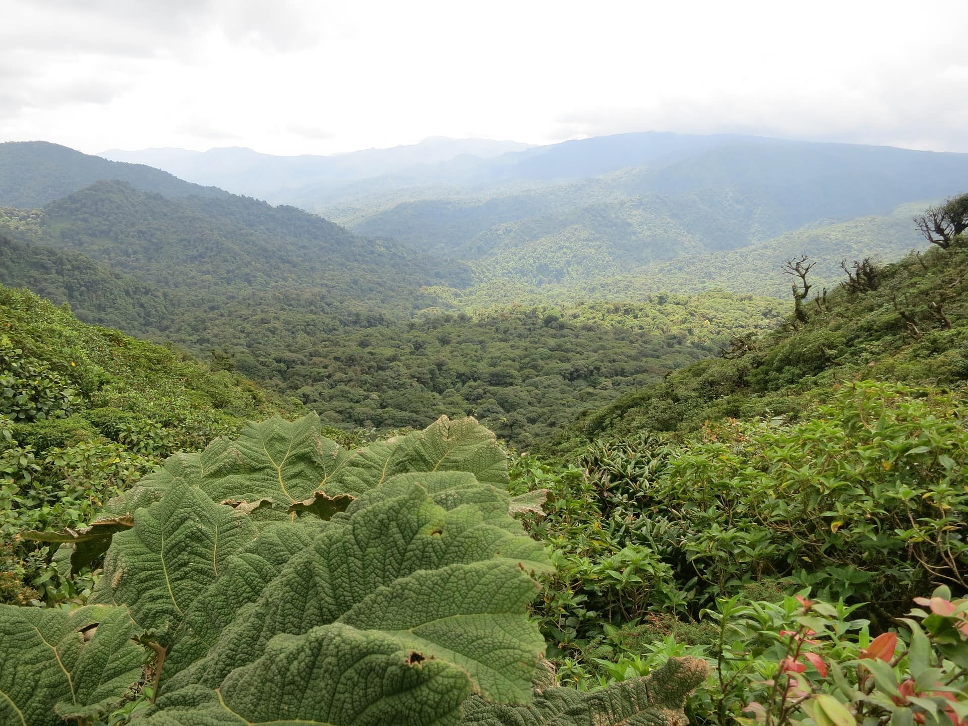 paisaje de la reserva biológica Bosque Nuboso