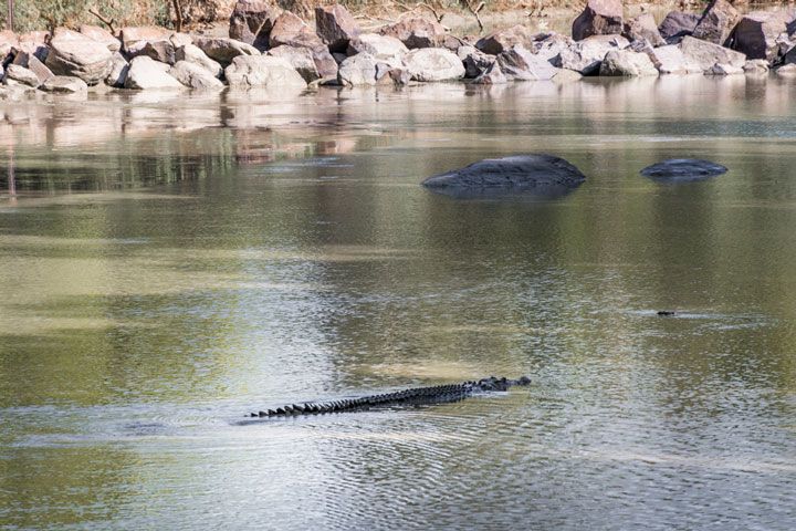 Zona de East Alligator