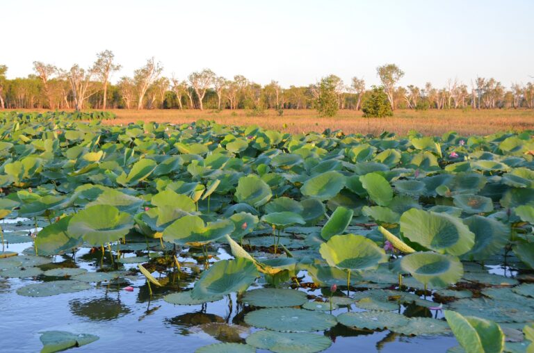 naturaleza en Parque Nacional Kakadu