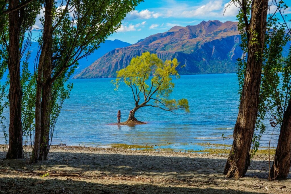 vista de lago y árbol en Wanaka