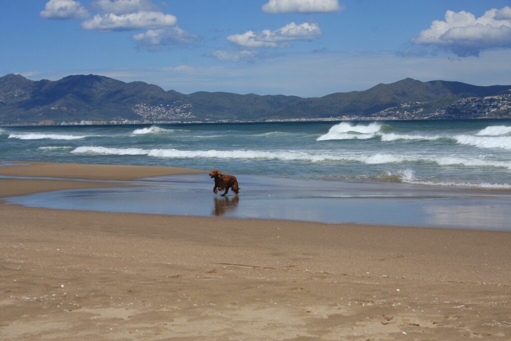 perros en playa de cataluña