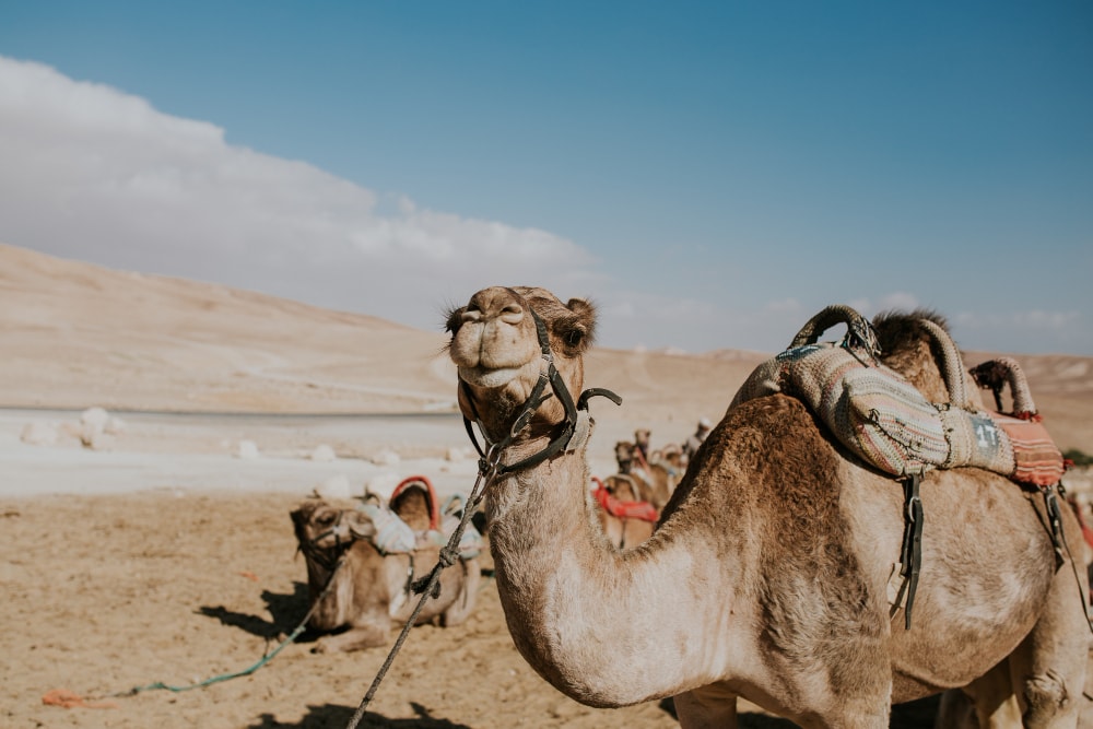 camello en desierto de marrakech