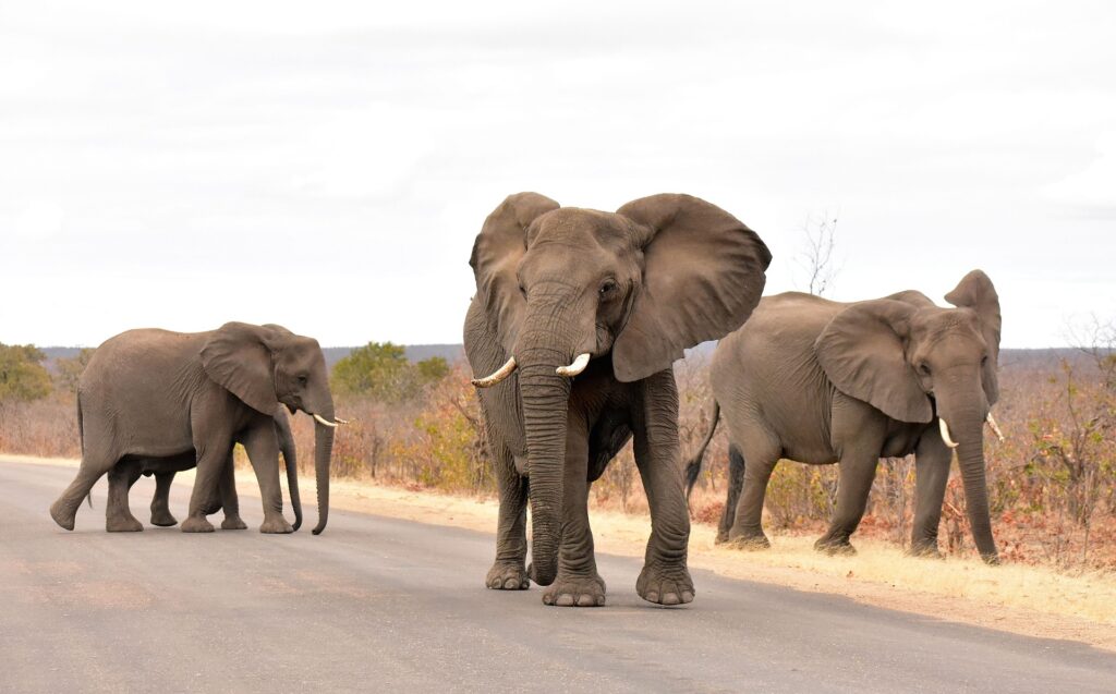 elefantes en Parque Kruger