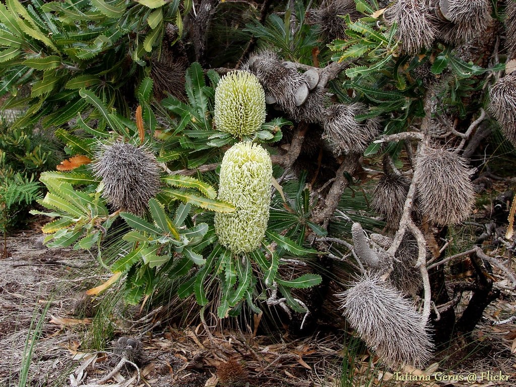 flores autóctonas en Parque nacional de Noosa