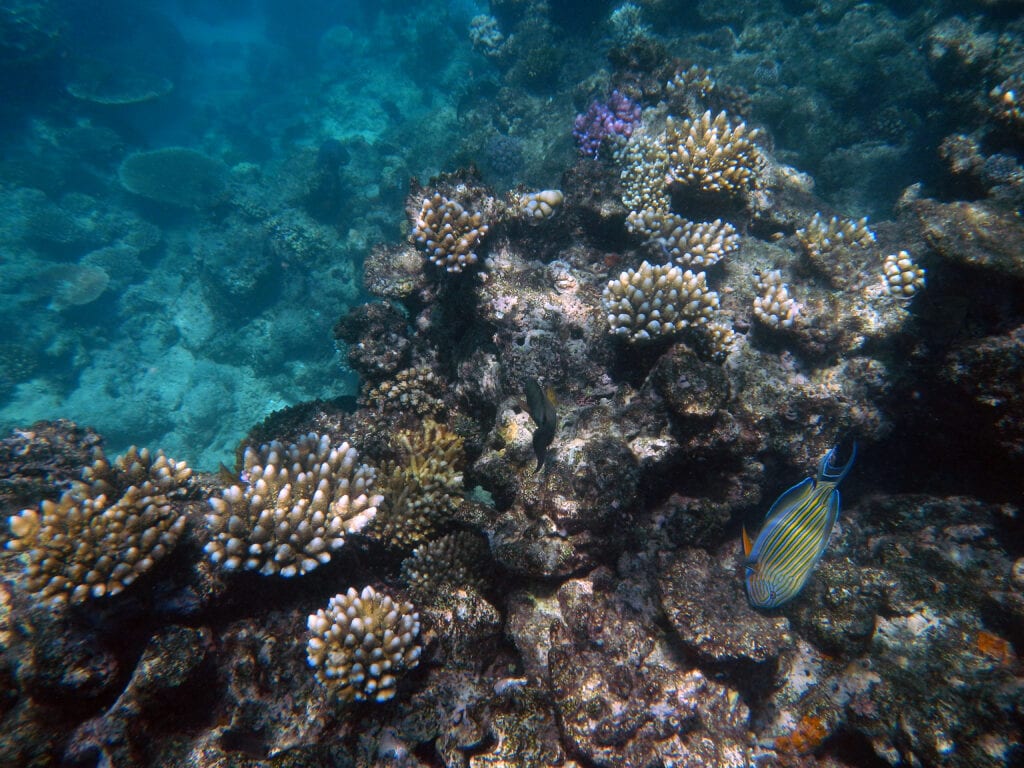 snorkel en la Gran Barrera de Coral