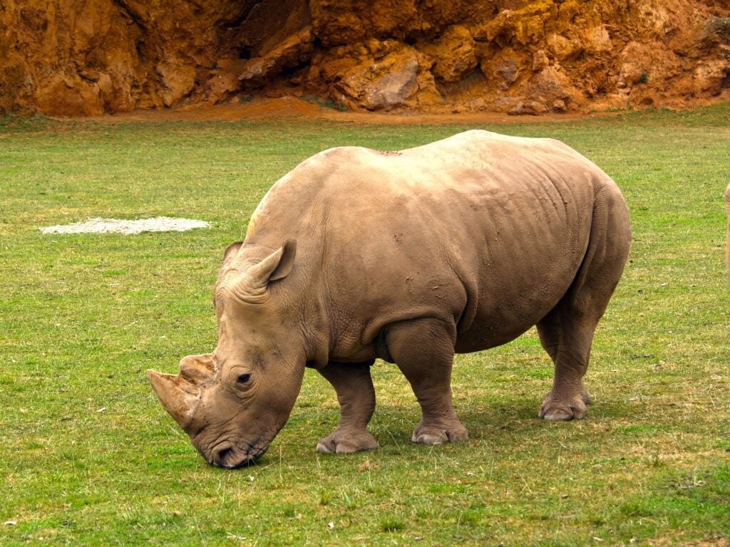 rinoceronte en Parque Natural de Cabárceno