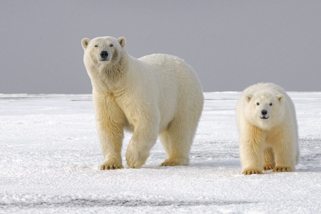 osos polares en nieve