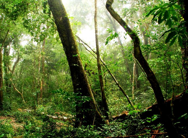 naturaleza en la reserva de la Biosfera Maya