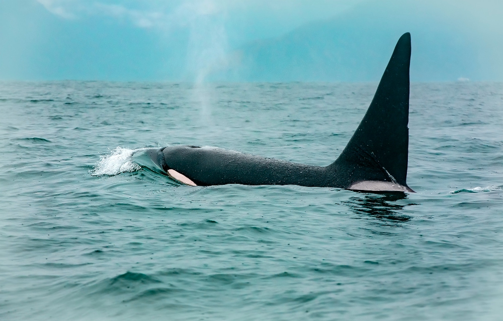 orcas-Península-de-Valdés