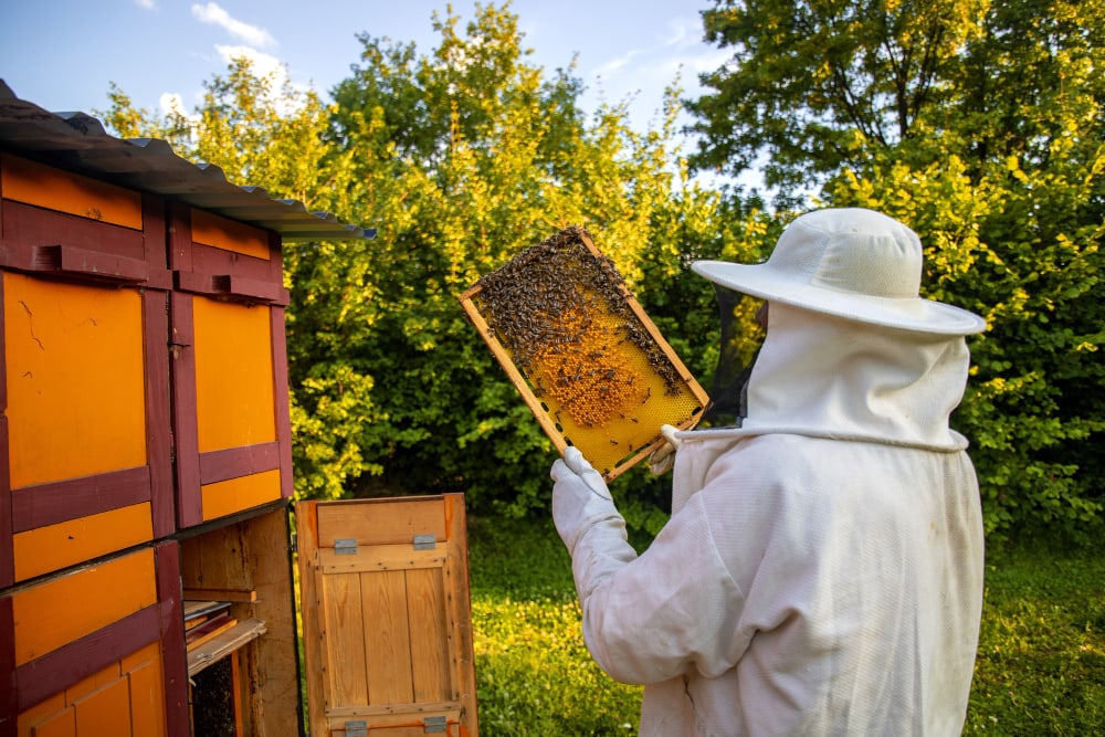apicultor-Guatemala