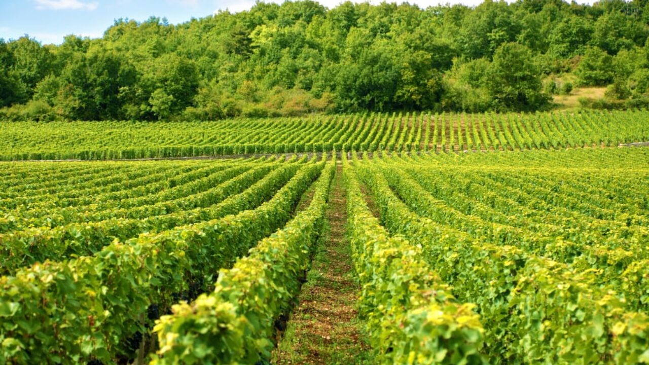 Arriba 138+ images clima valle de guadalupe ensenada Viaterra.mx