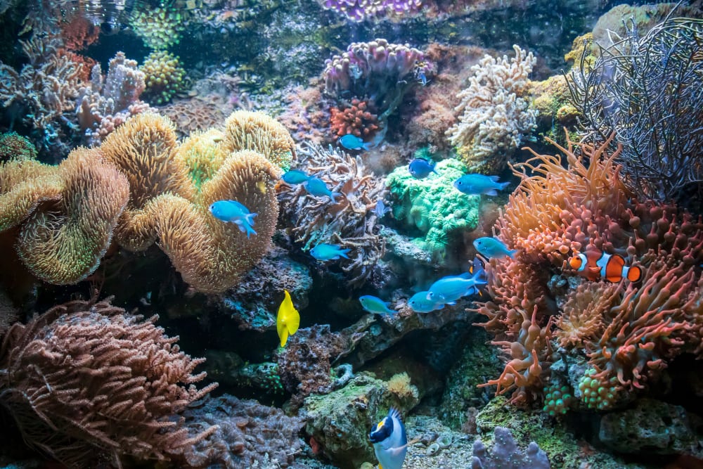 arrecife-belice