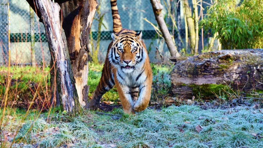 tigre en Zoo Joya Grande