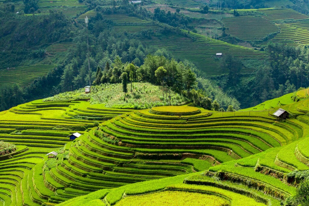 terrazas de arroz en Vietnam