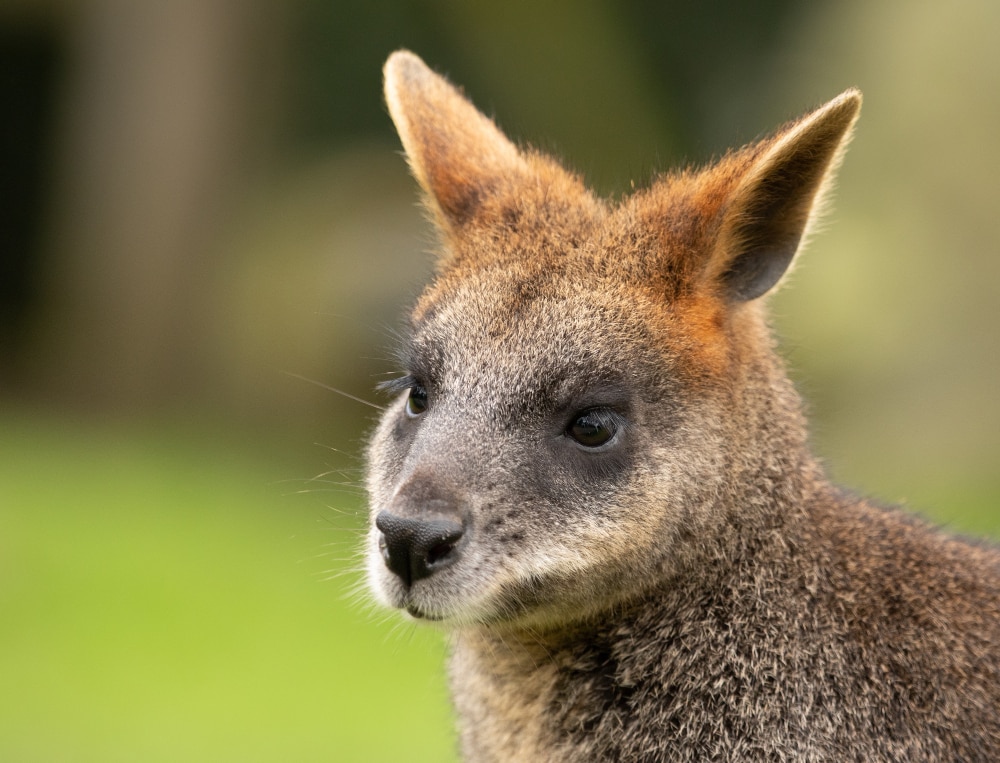 canguro-en-Australia