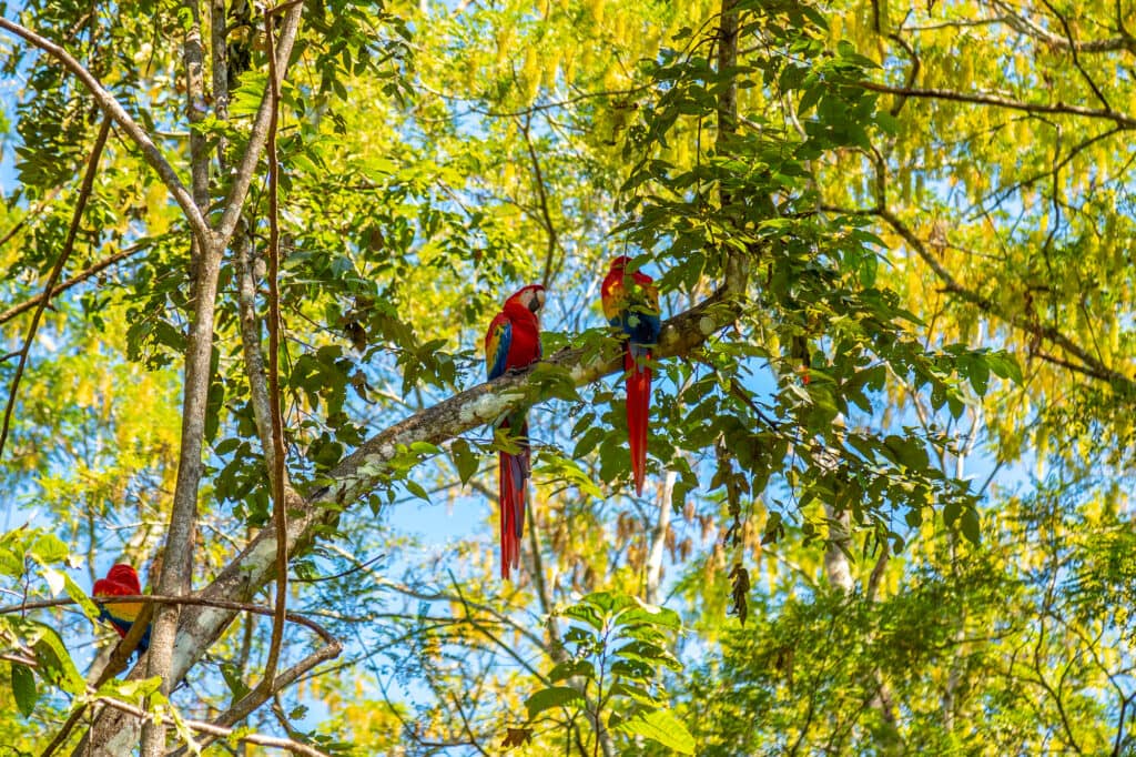 Guacamayas rojas en la cima de árboles en Copán