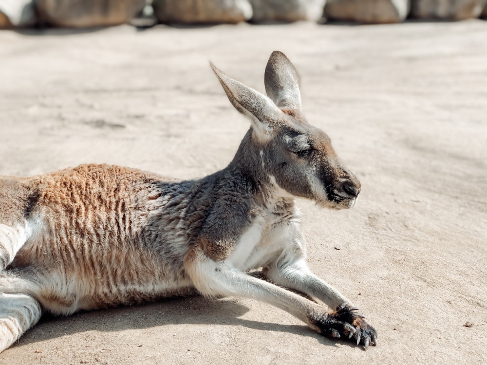canguros-Australia