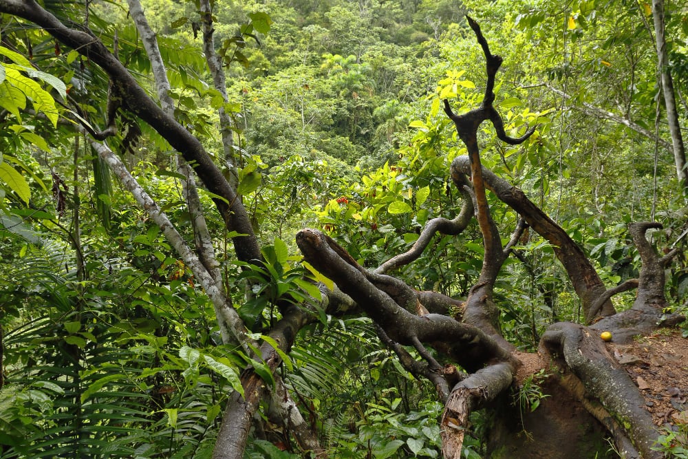árboles en El Valle de Chanchamayo