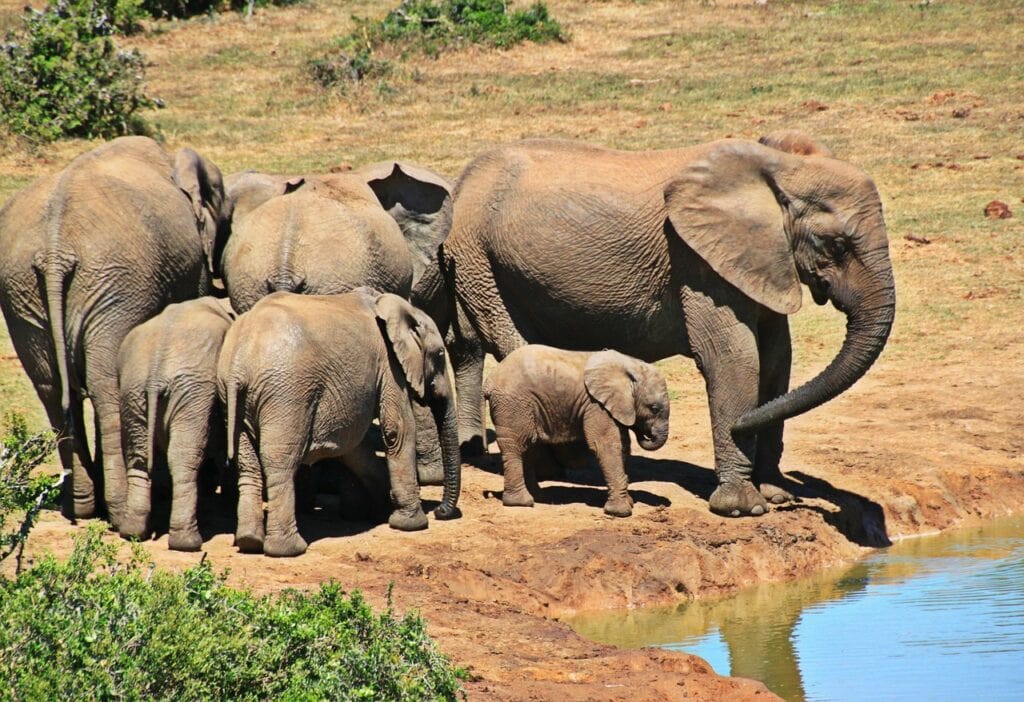 Parque-Nacional-Kruger