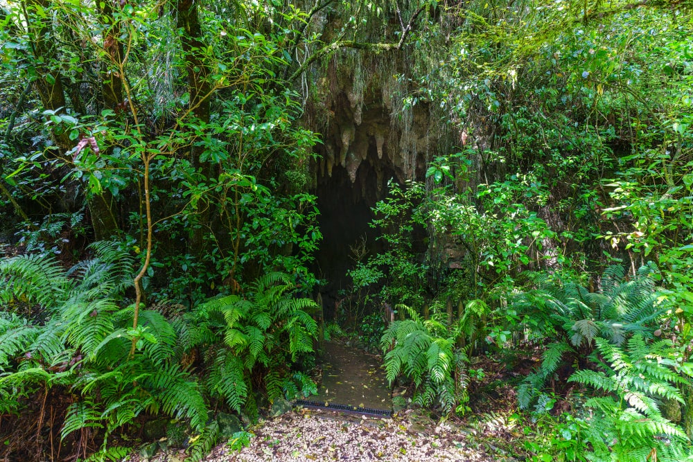 entrada-cuevas-de-Waitomo
