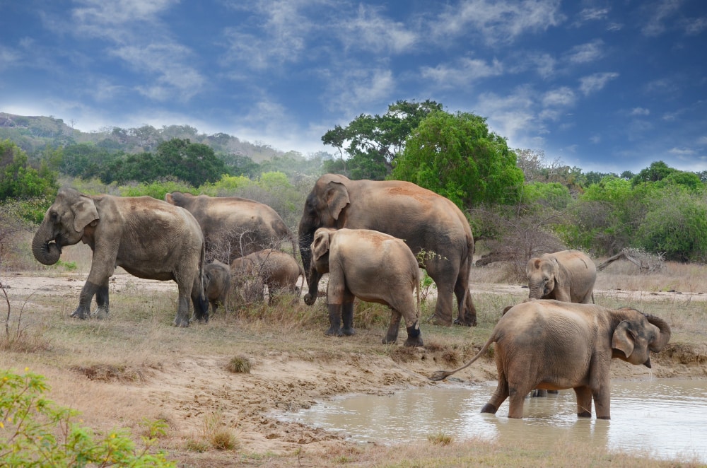 elefantes en Parque Nacional Minneriya