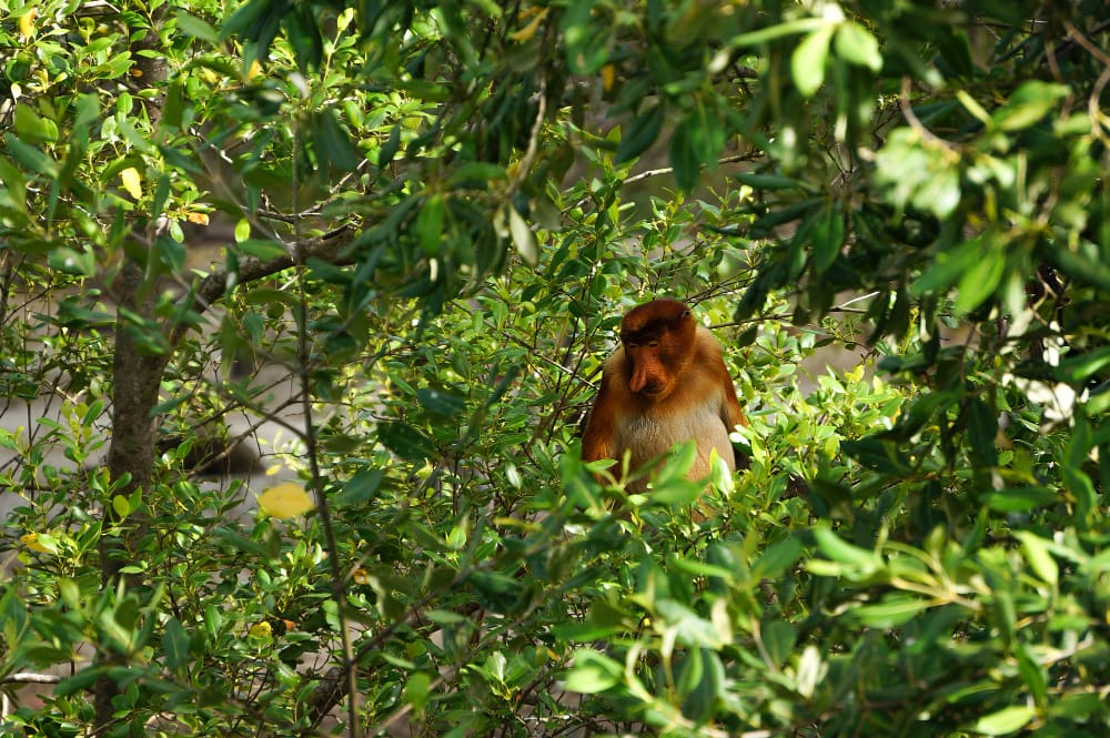 mono en Borneo de Malasia