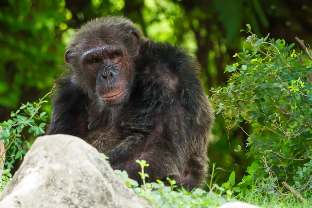chimpancés-África