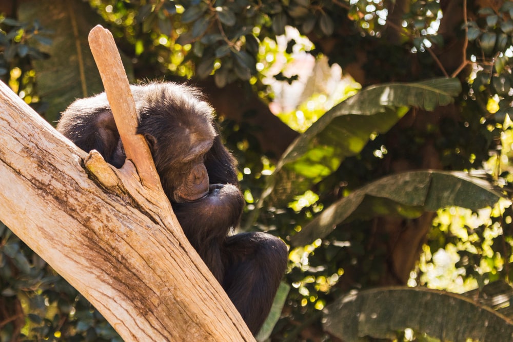 chimpancés-África