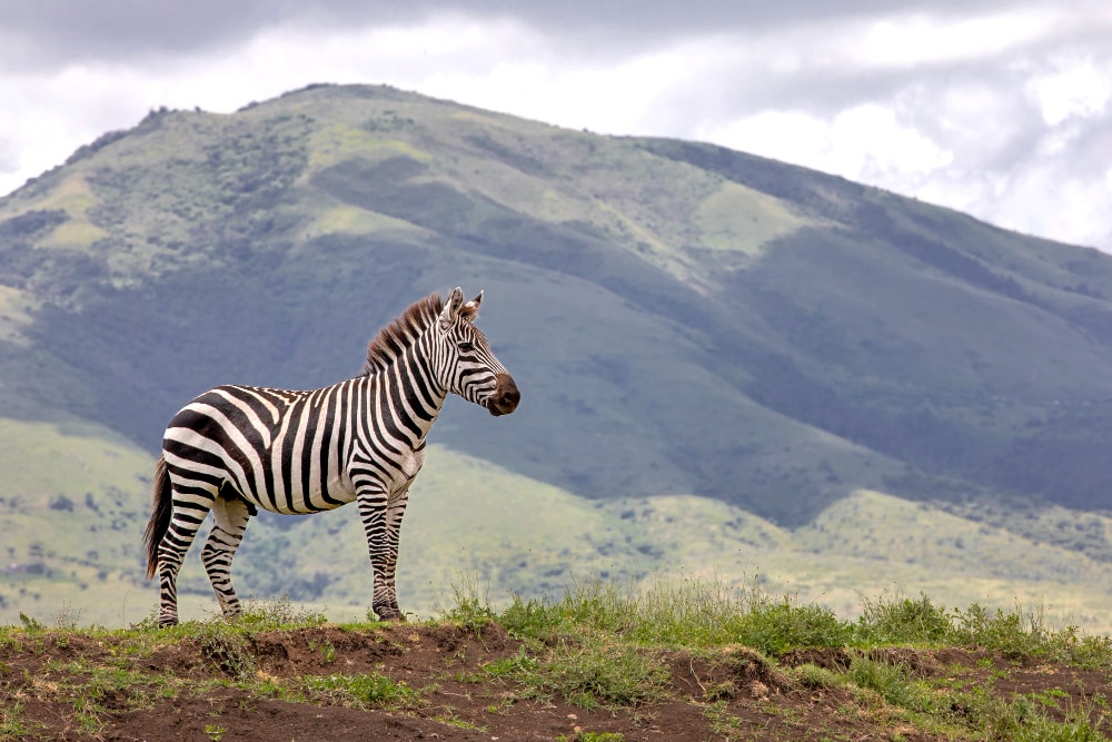 Ngorongoro-Tanzania