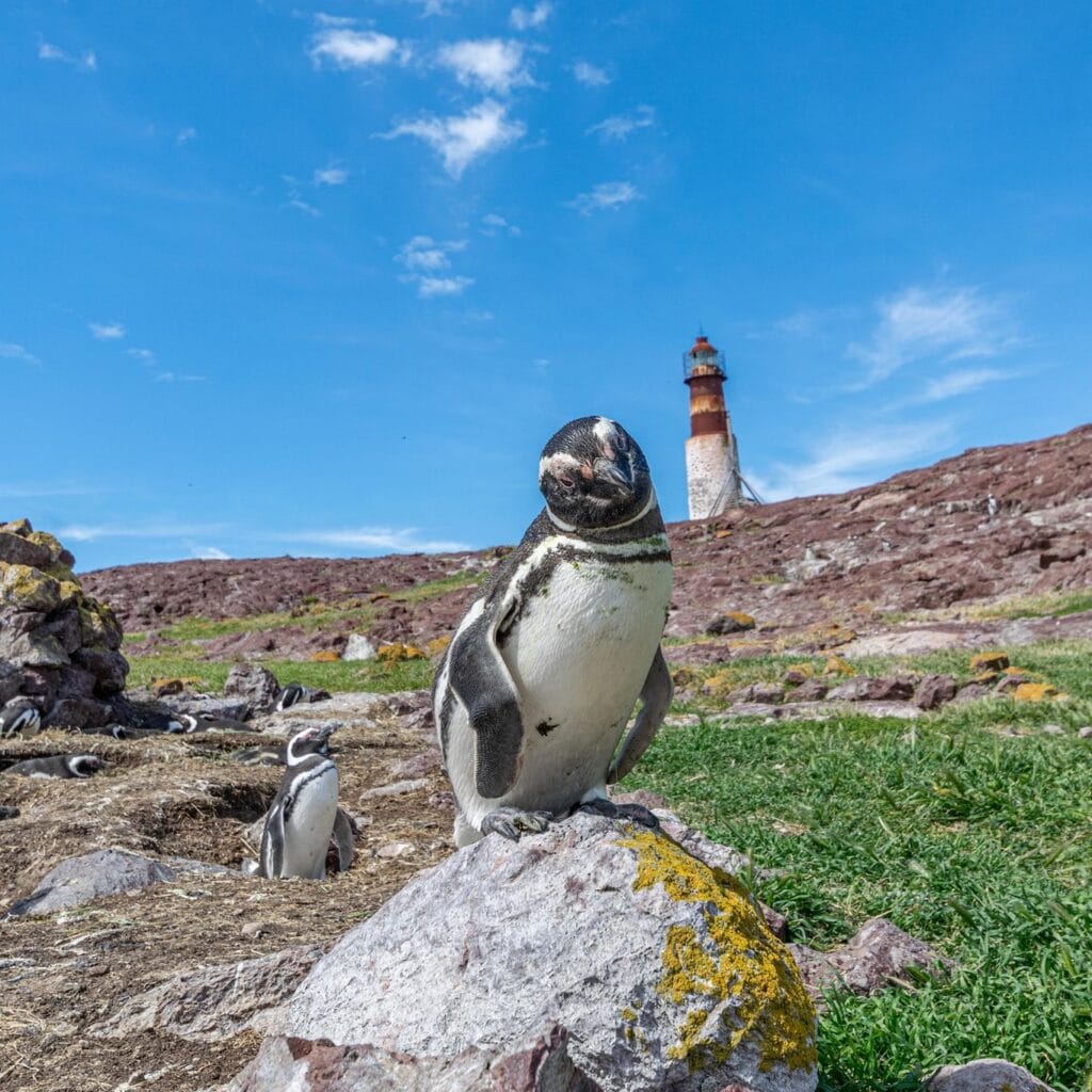 isla-pinguino-patagonia