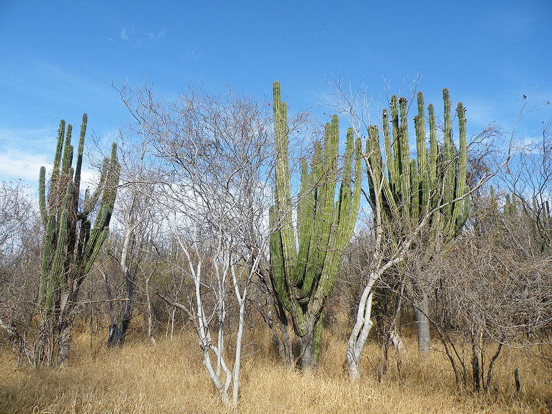 cactus en Guamúchil