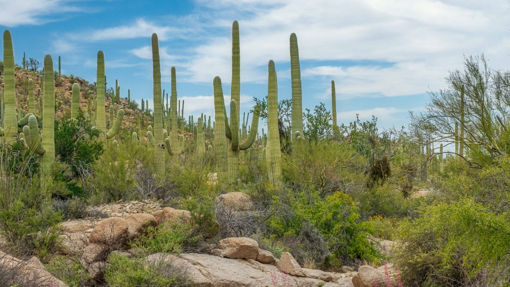 cactus en Bosque de los Sahuaros, Sonora