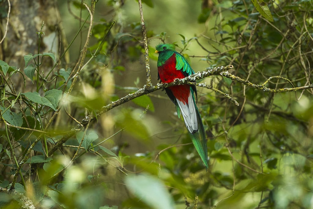 quetzal-ave-nacionañ-de-guatemala