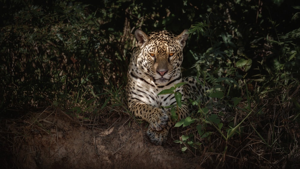 jaguar-guatemala
