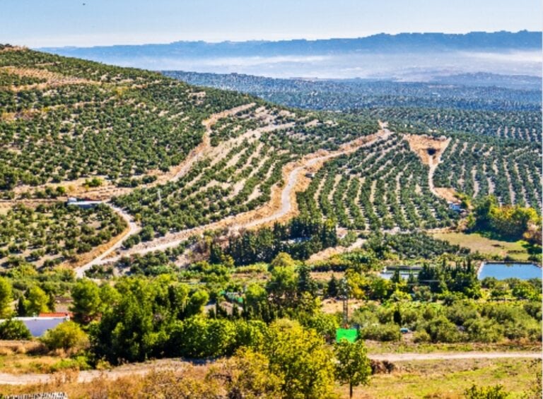 Restaurantes para comer sabroso en Úbeda