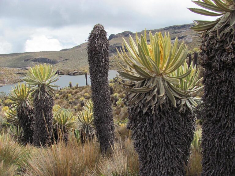 Laguna Magdalena, Colombia