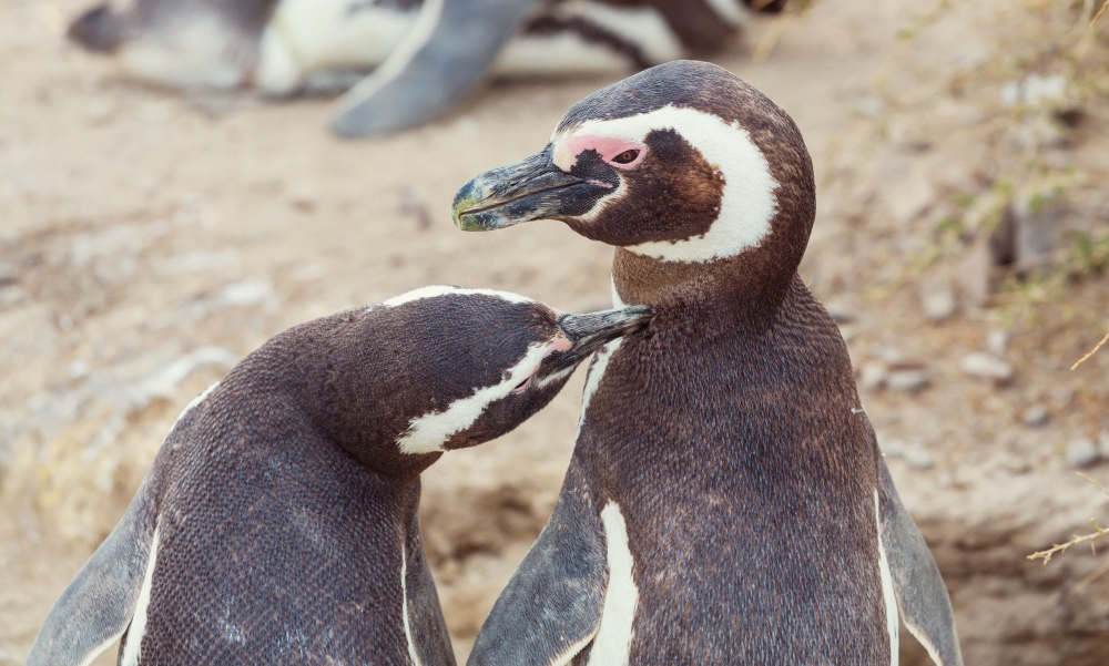 pinguinos-de-magallanes
