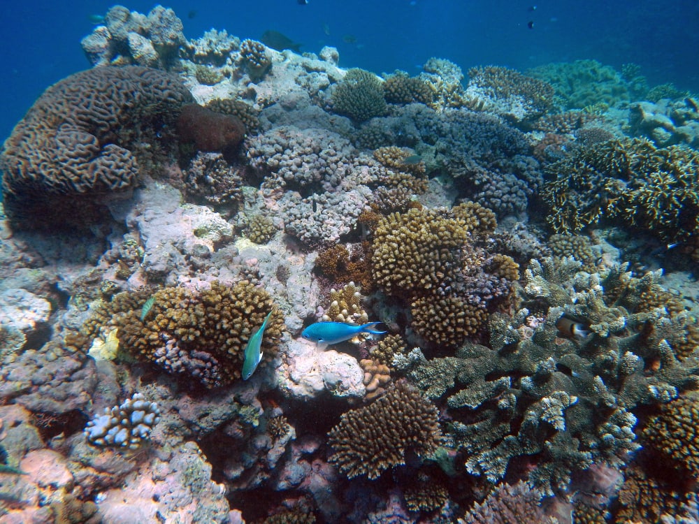 corales en Cairns 