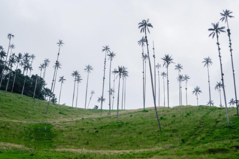 palmeras del valle del cocora