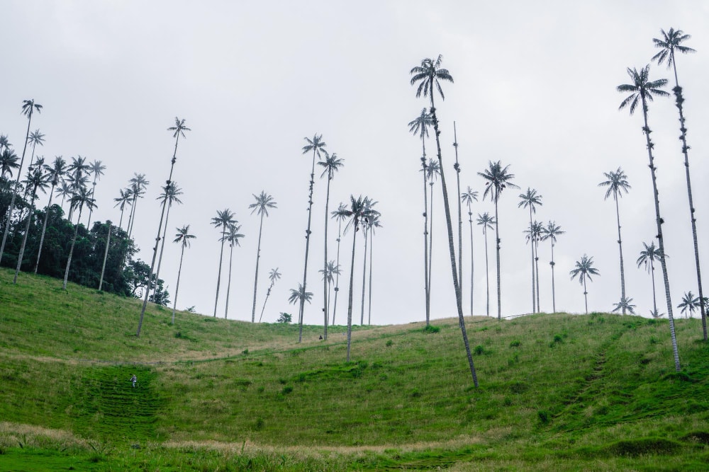 palmeras del valle del cocora