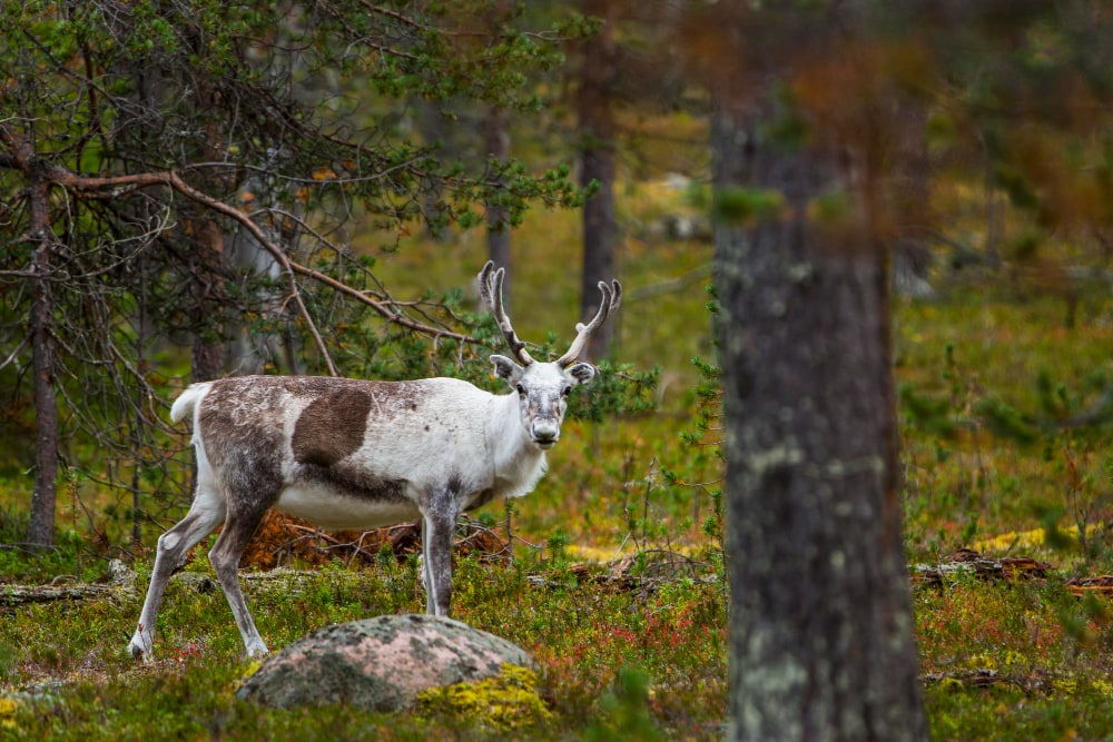 bosques-de-Laponia