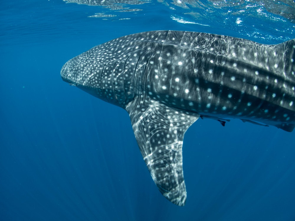 tiburón-ballena-filipinas