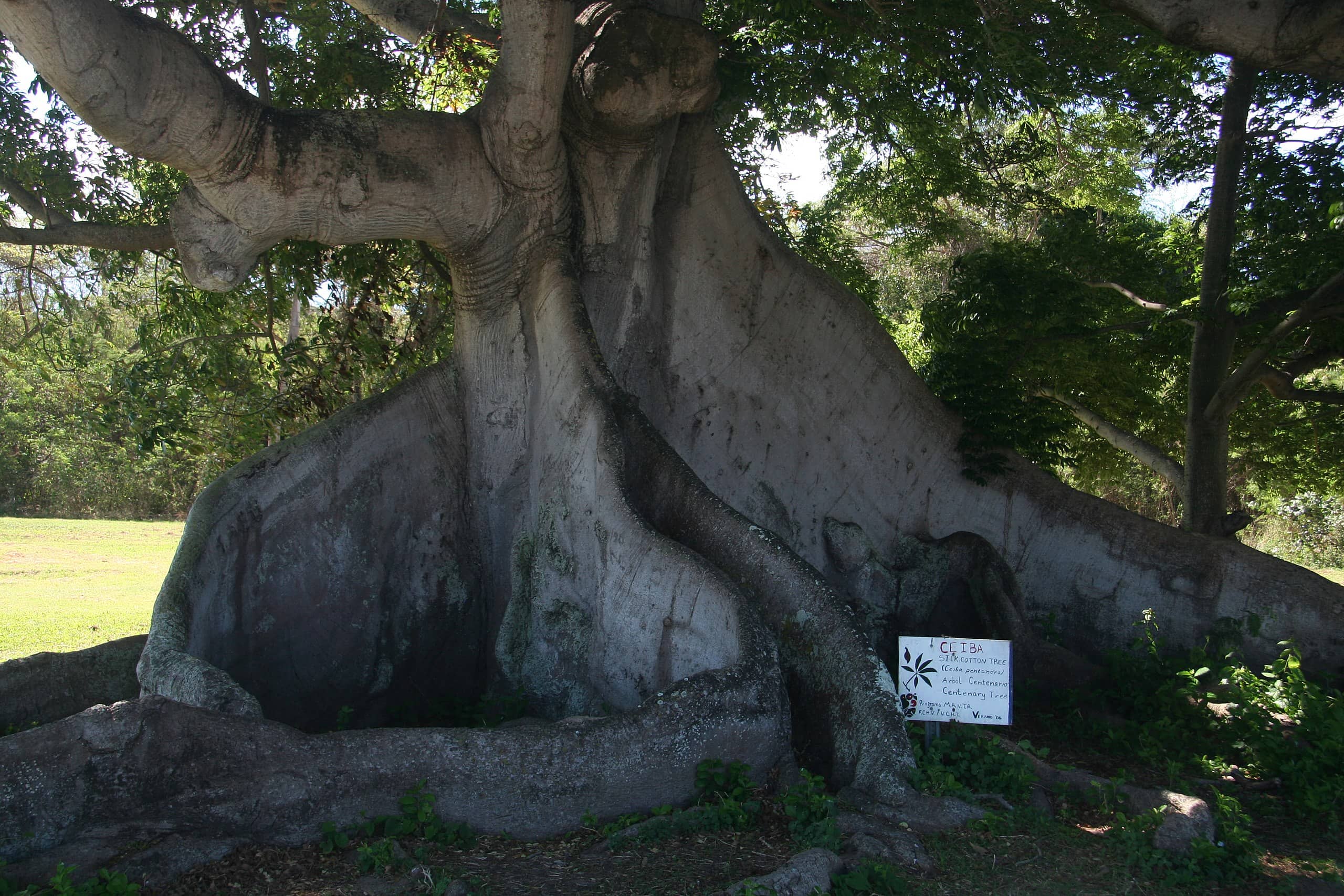árbol-de-ceiba-vieques