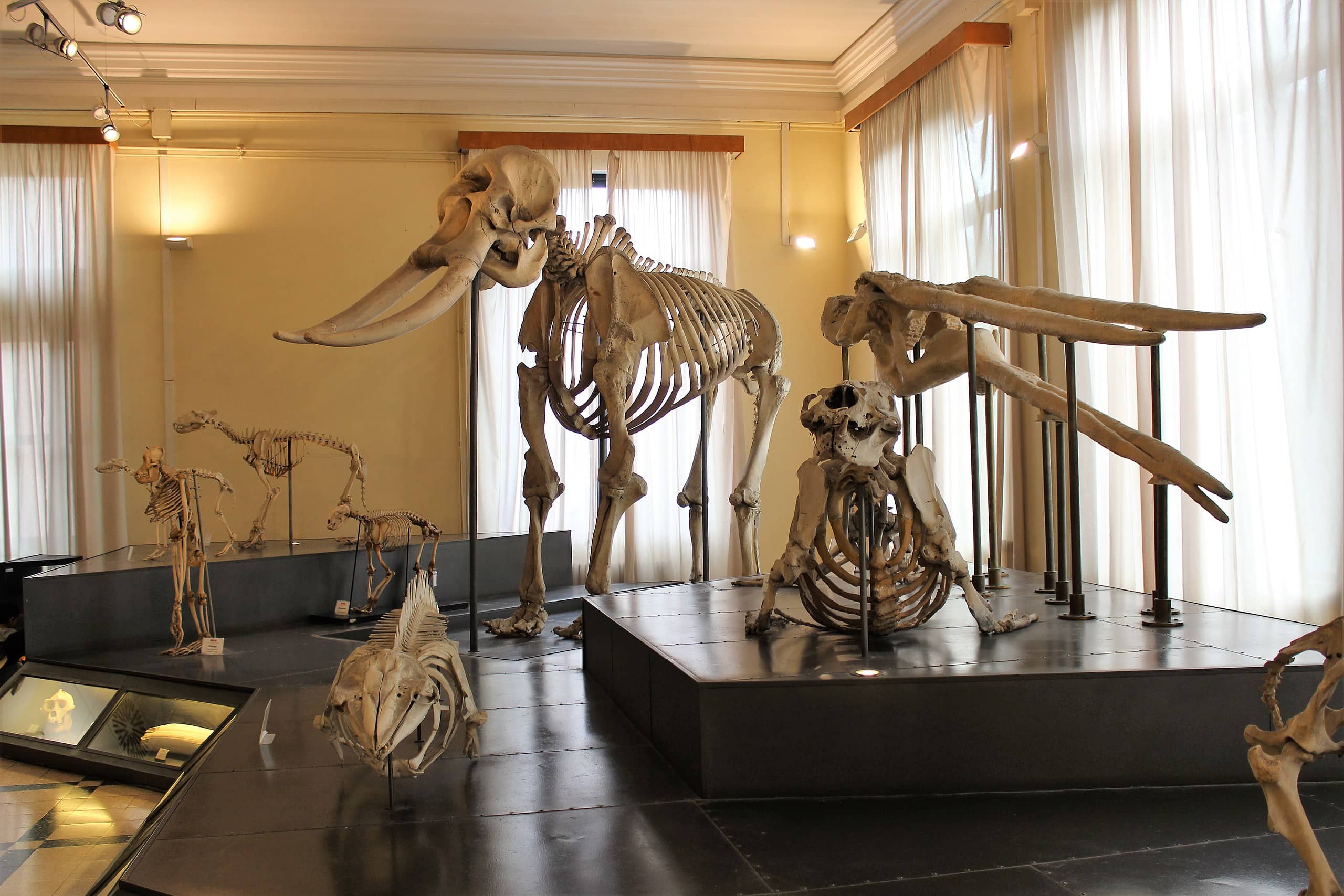 museo-de-zoología-de-roma