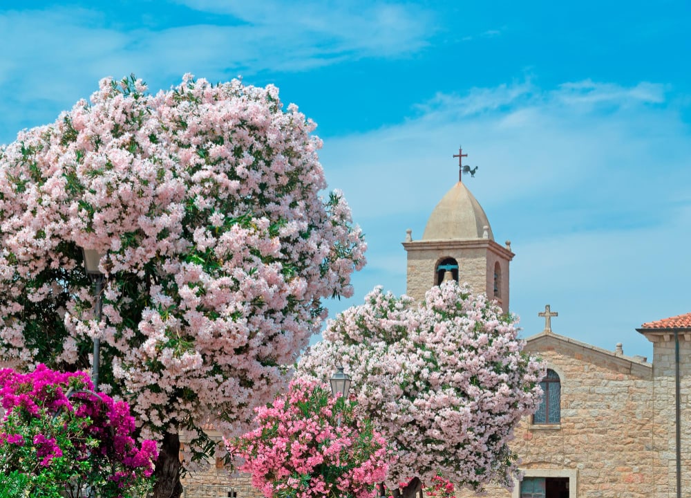 flores e iglesia en San Pantaleo