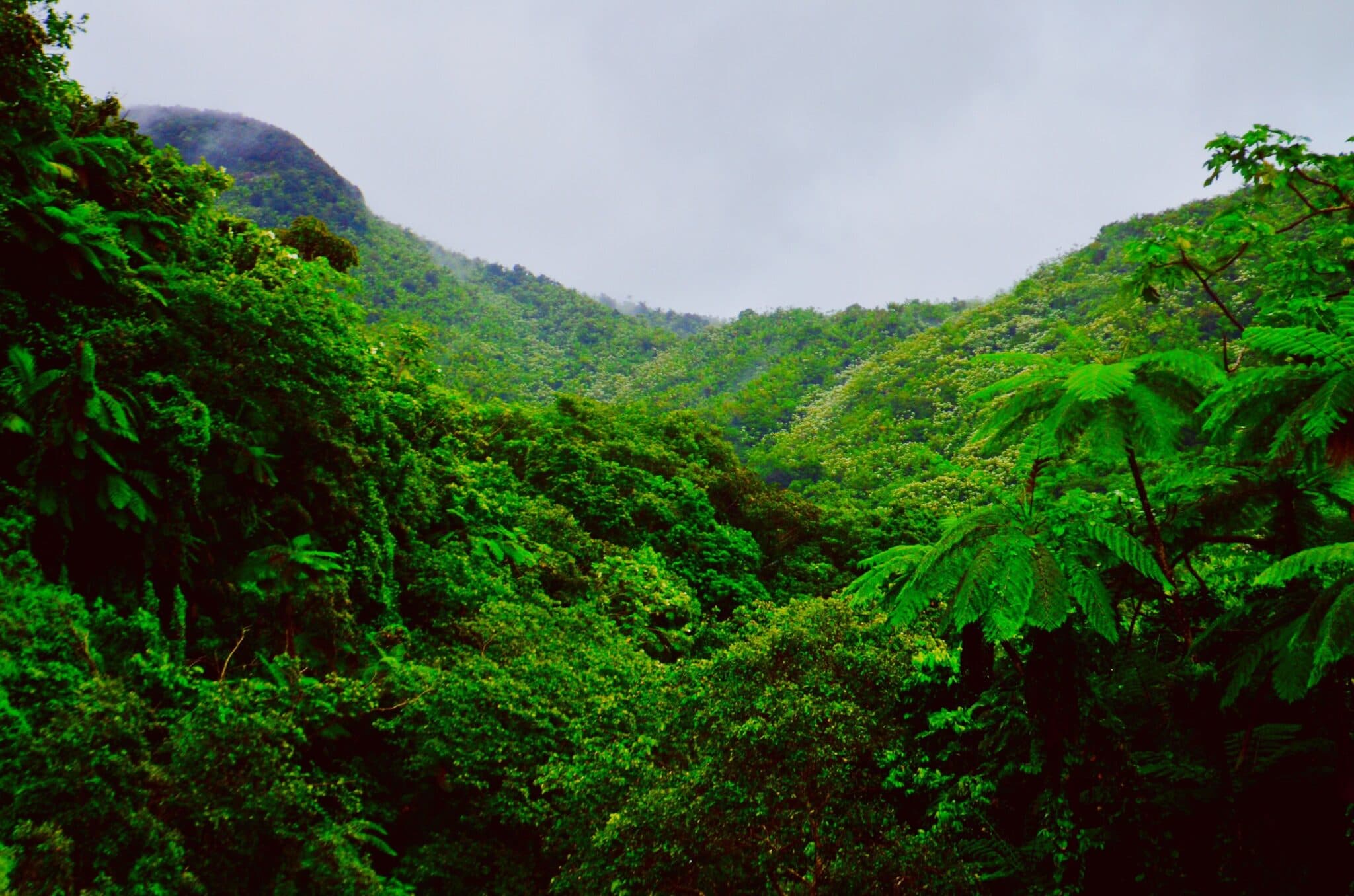 Bosque Nacional El Yunque