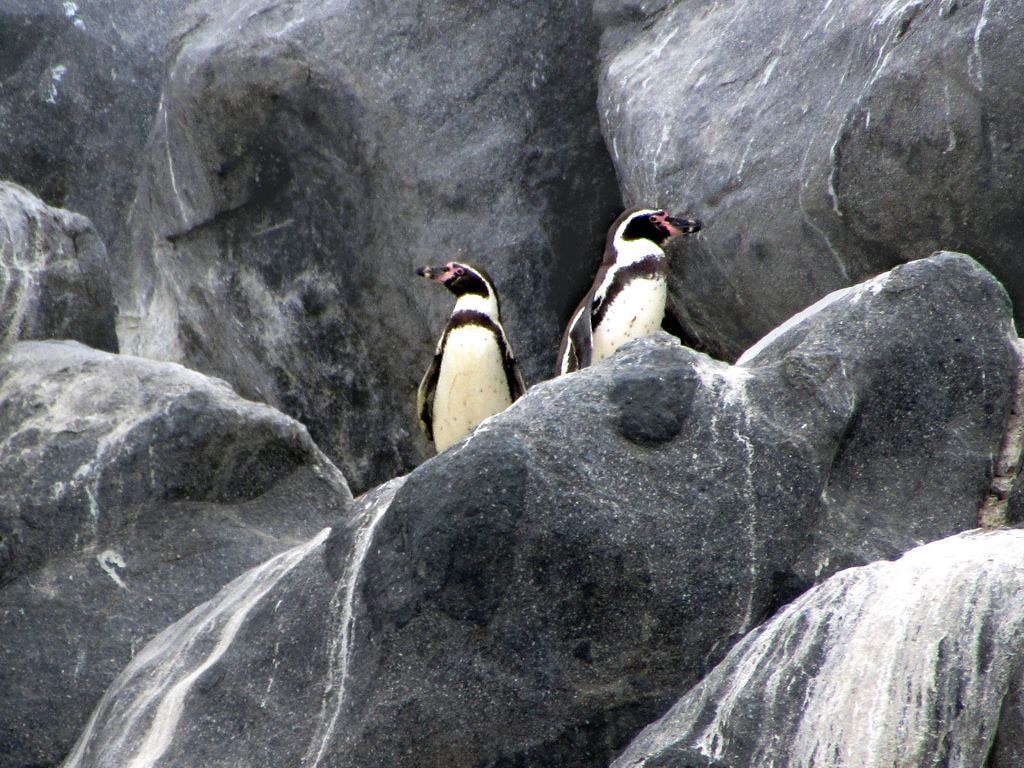 Pinguinos Humboldt isla pan de azucar